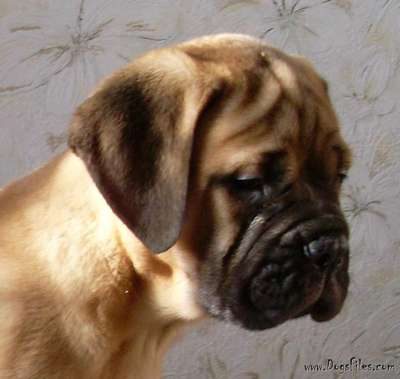 F - PUPPIES