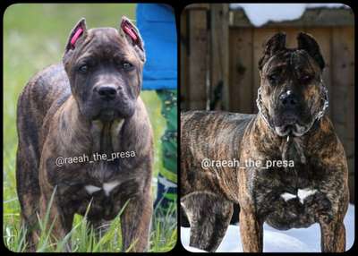 AURRAS OF PROPER K9