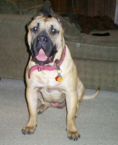 MID AMERICA K9 CORONA