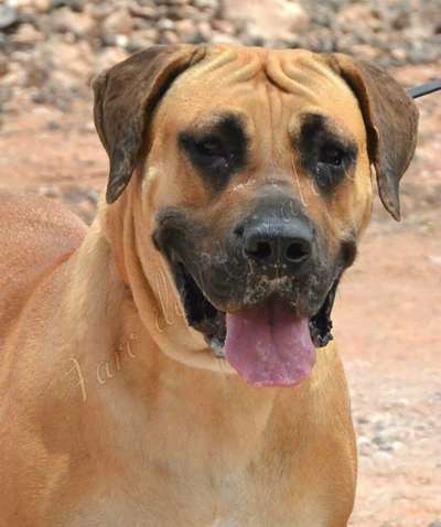 FAYNA FARO DE MASPALOMAS