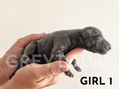 Greytoday Yuki
