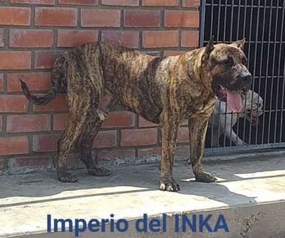 INDIO DE ALDABO