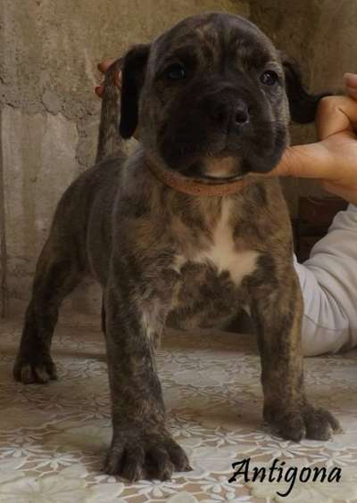 ANTIGONA DE VARRO BULL