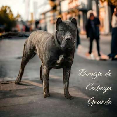 BOOGIE DE CABEZA GRANDE