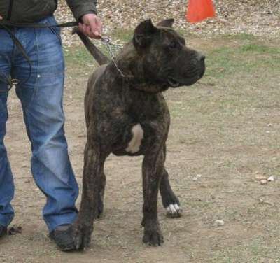 PANCHO PRESA CAN