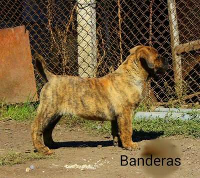 BANDERAS KUJUMDJIEV