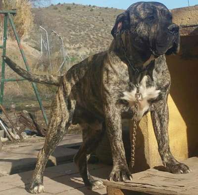 AKON DE VALACHIA DOG