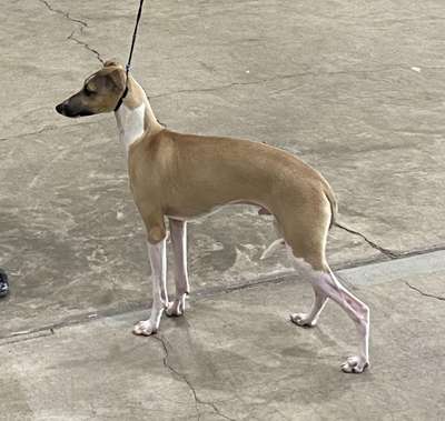 Khani's Chassis of Perfection