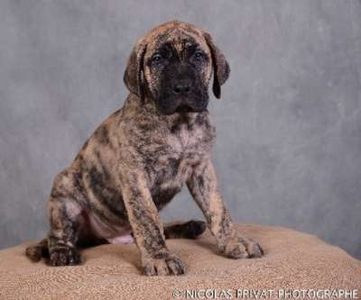 IRKO DES DOGS DE L'AGE DE RAISON