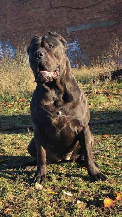 BOSS BULL CANARIO ODETT (ZULA)