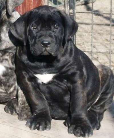 BOSS BULL CANARIO MONNA