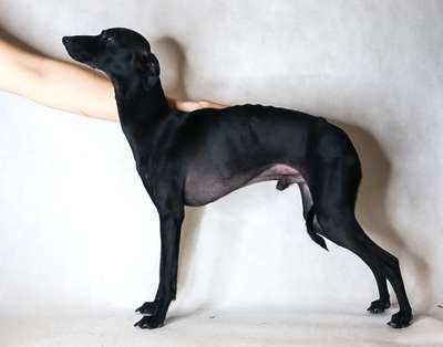 Paso Doble Super Charty