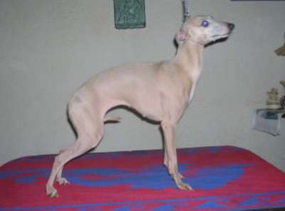 Delphie Despinida Des Princes De Minos