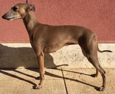 Okki Del Discoletto