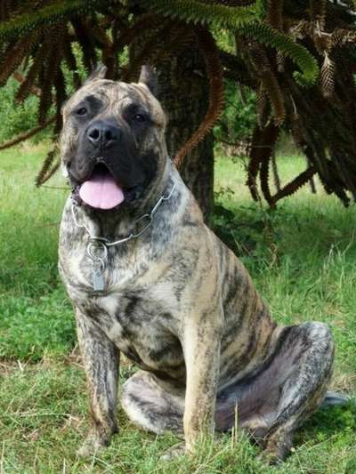 DIAMANTE RAYAS COMANCHE