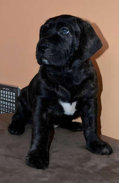 FIGO VALACHIADOG