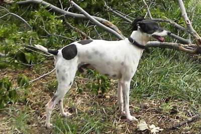 Marchwind Pepper Jack