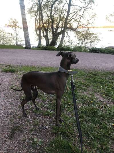 Pikkuneidin Cooper-Ruudolf