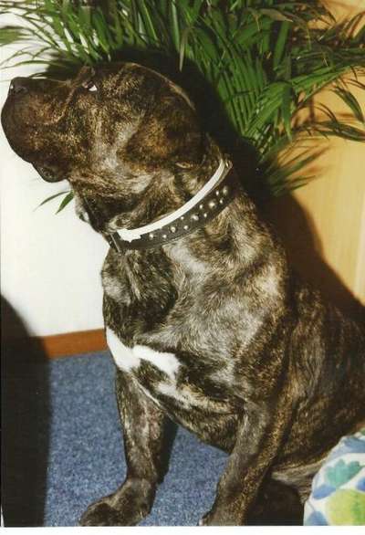 NAST DE NIVARIA SUR (GROVER)