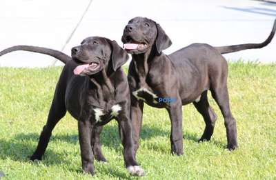 BELLA DE PCRP KENNEL