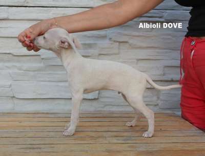 Albioli Dove