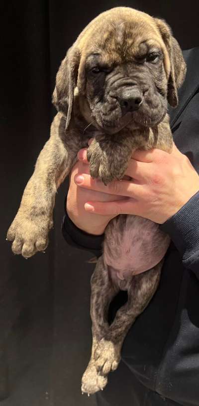 DROGO DEL CANARIO