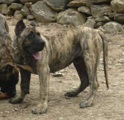 MENCEY DE LA ISLA DE LOS VOLCANES
