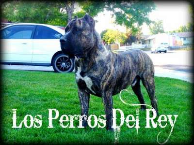 LOS PERROS DEL REY BRAVO