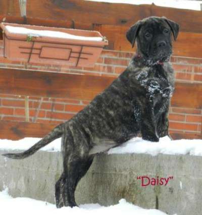 DIAMANTE RAYAS DAISY
