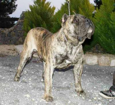 ARMAND DE CORDOGCAN