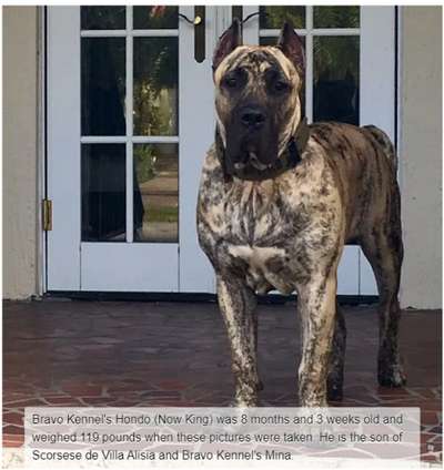 BRAVO KENNEL’S KING