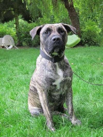 ELVIRA OF DOGO PARADISE