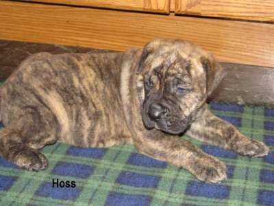 HOSS OF TALL OAKS