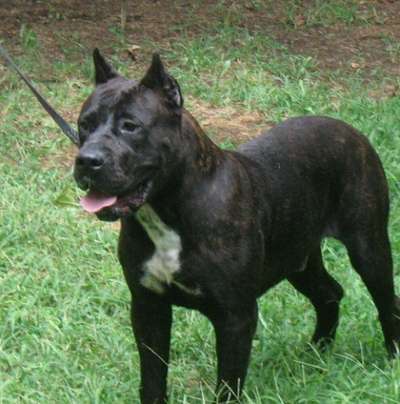 ZEEK OF TALL OAKS