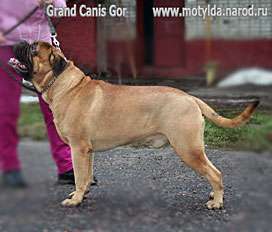 GRAND CANIS GOR