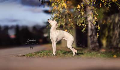 Borealis de Salkin-Aidan