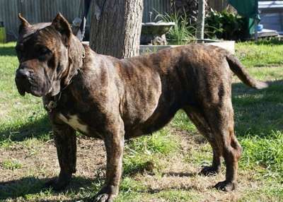 RIANA DE BARNACAN BULL