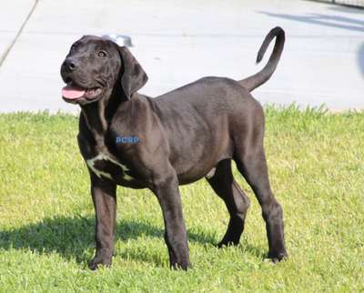 BRO DE PCRP KENNEL