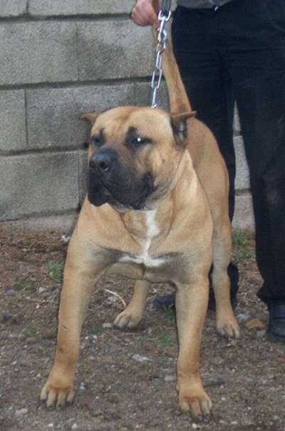 TIRSON DE GAROEBULLDOG
