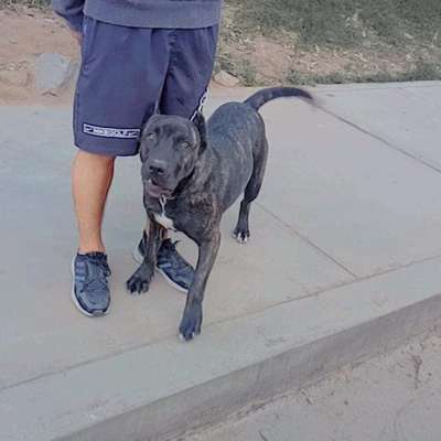 ADELMA CHAJLLA PERRO DE PRESA