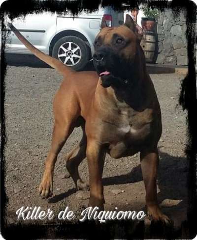 KILLER DE NIQUIOMO