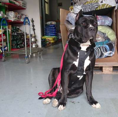 BACO DE KING ZULU