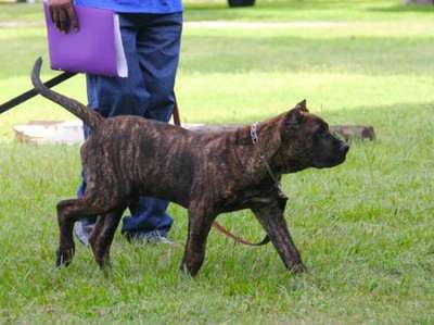 CANAANITE DE CONCRETE KENNEL