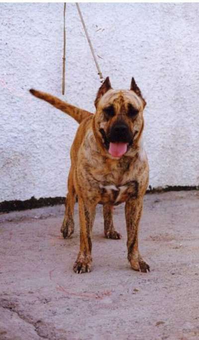 LIS (DE LOS CARDONES)