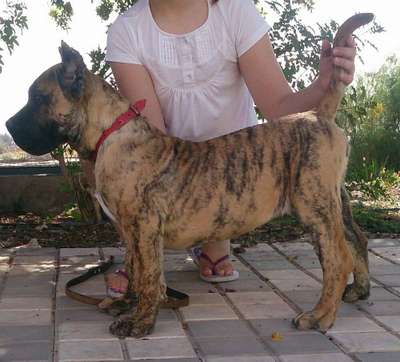 ELDON DE HORNOS DE CAL