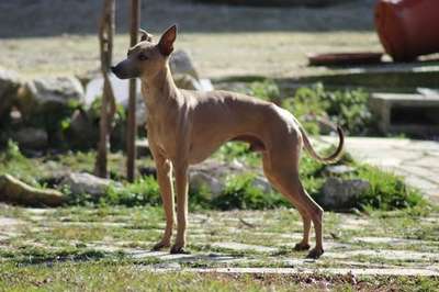 Replay Feritte Bugsy