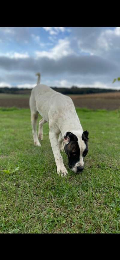 ENVY SEVEN SHARKY DINASTY KENNEL