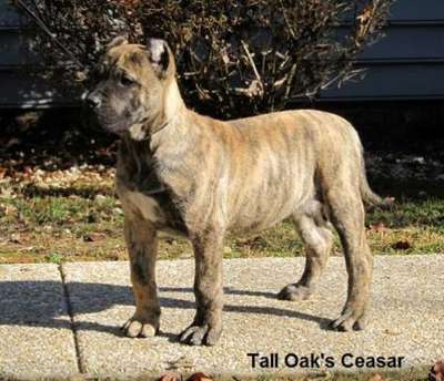 CEASAR OF TALL OAKS