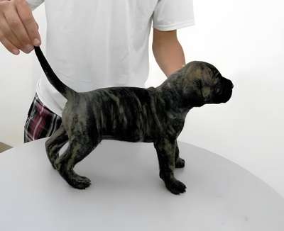 BRUTUS DE PEYRE KENNELS