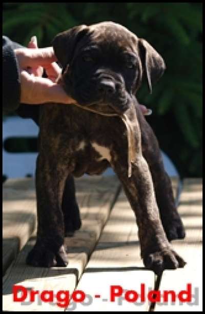 DRAGO NUESTRA SANGRE